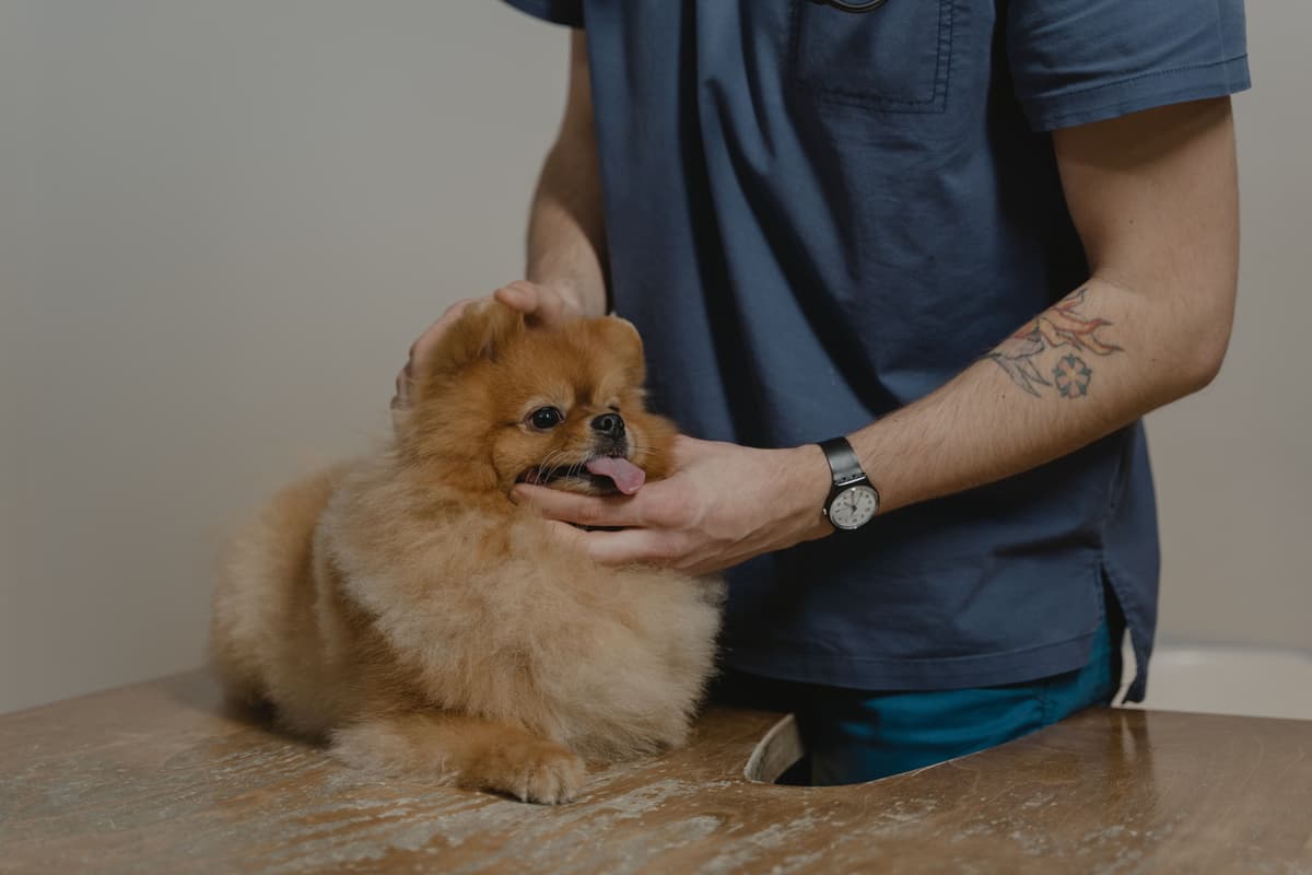 Pet care professional at work